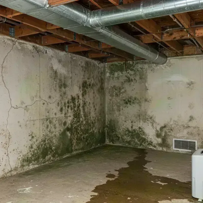 Professional Mold Removal in Cerro Gordo, IL